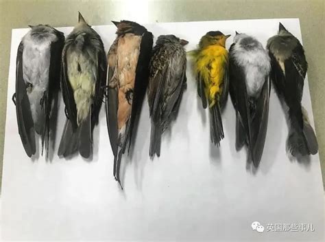 一直看到死掉的鳥|路上看到死掉的鳥